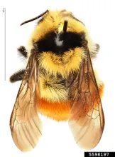 Hunt's Bumble bee